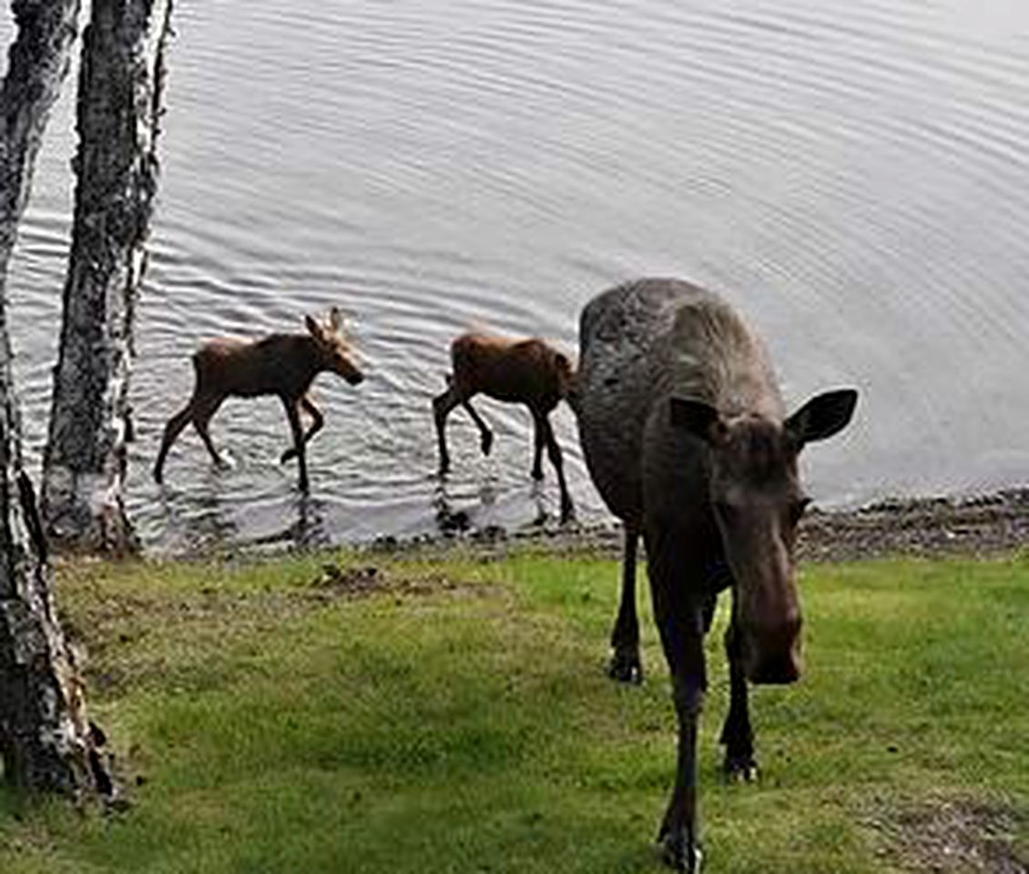 Lakeside Cabin Rental for an Adventure Getaway on Daniel’s Lake, Alaska