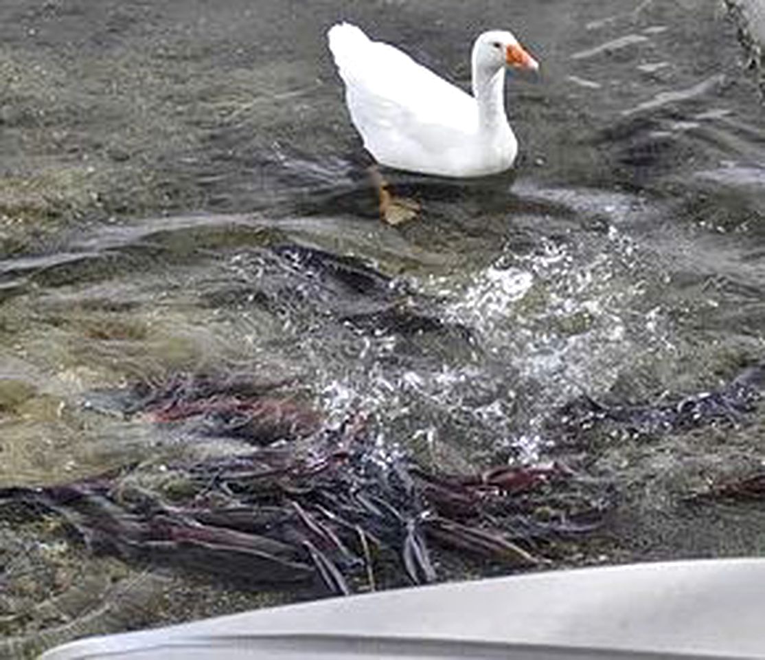Rustic Cabin Rental with Wi-Fi near the Captain Cook State Recreation Area, Alaska