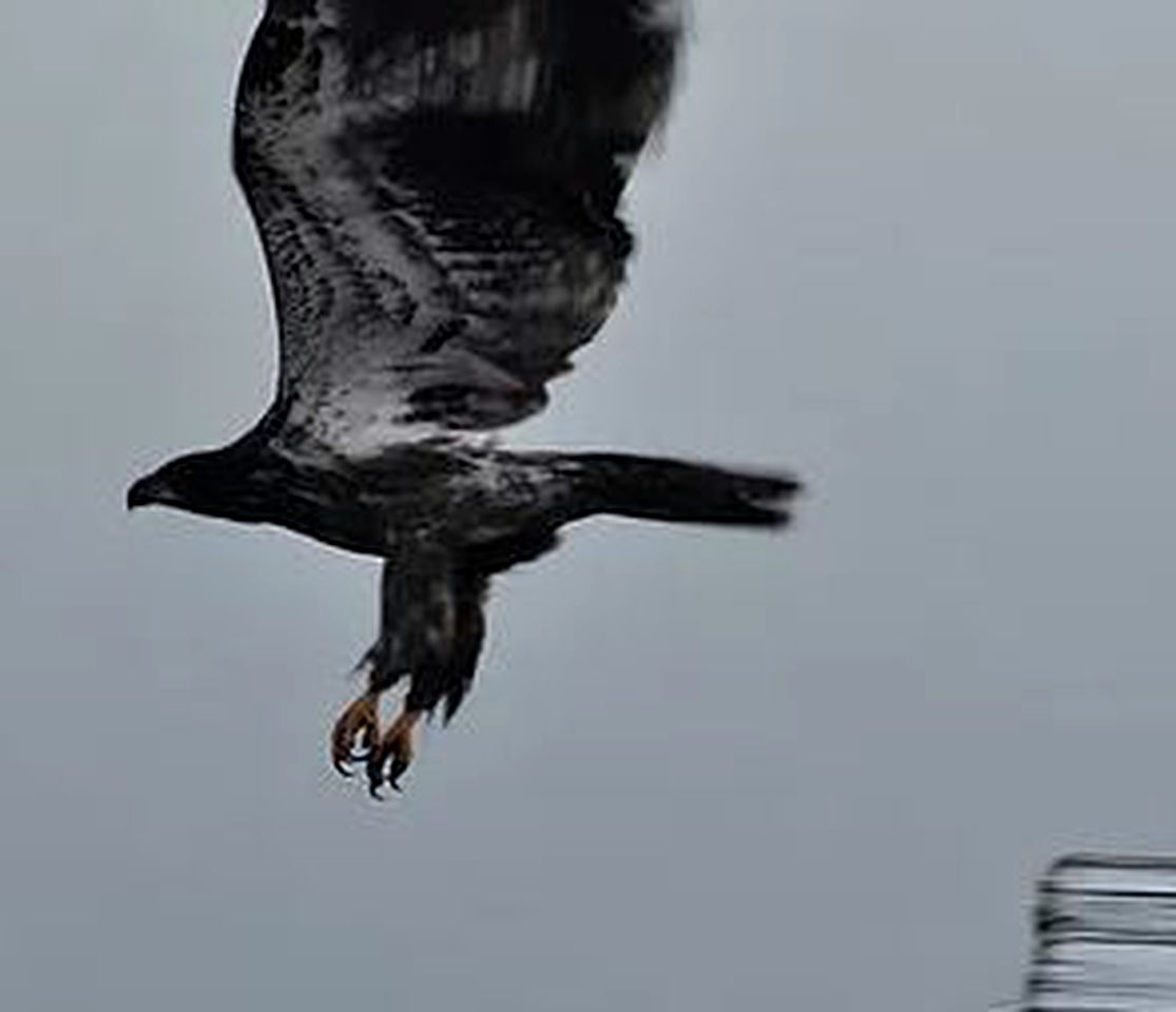 Rustic Cabin Rental with Wi-Fi near the Captain Cook State Recreation Area, Alaska