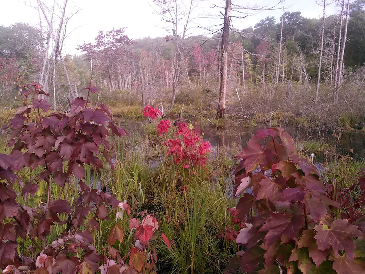 Secluded Cabin Rental Surrounded by Forested Hiking Trails in Golden Lake, Ontario