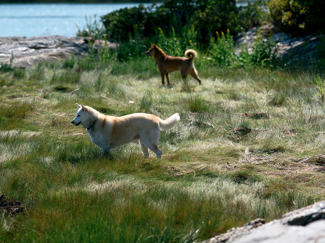 Off-The-Grid Cottage Rental with Beautiful Views on Crow Island, Maine