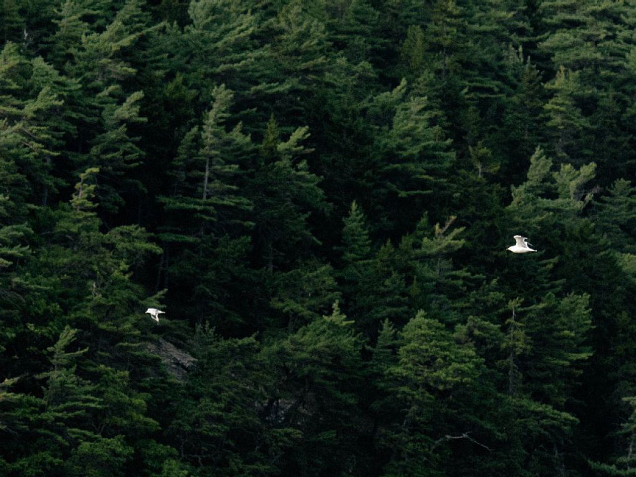 Off-The-Grid Cottage Rental with Beautiful Views on Crow Island, Maine