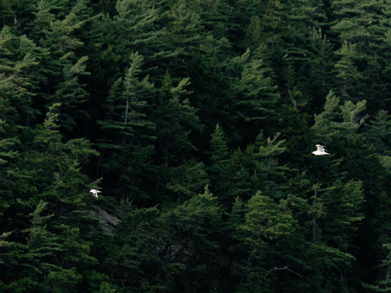 Off-The-Grid Cottage Rental with Beautiful Views on Crow Island, Maine