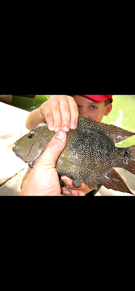 Delightful Safari Tent Glamping Rental on San Marcos River, Texas