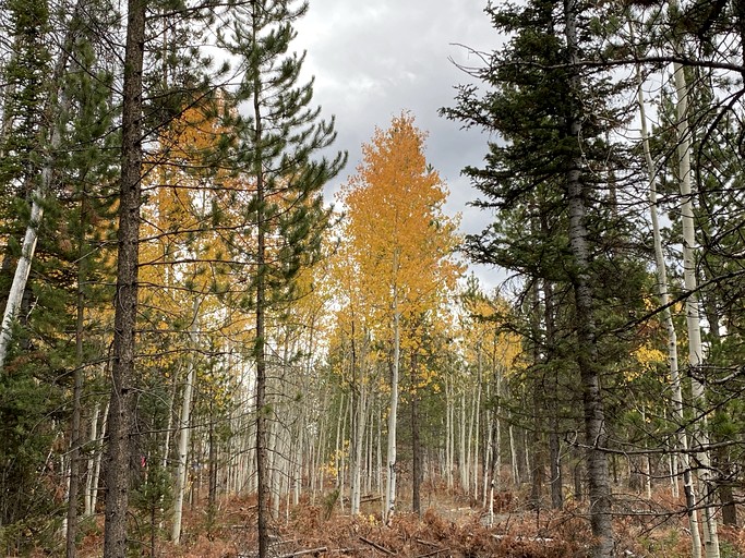 Cabins (United States of America, Riverside, Wyoming)