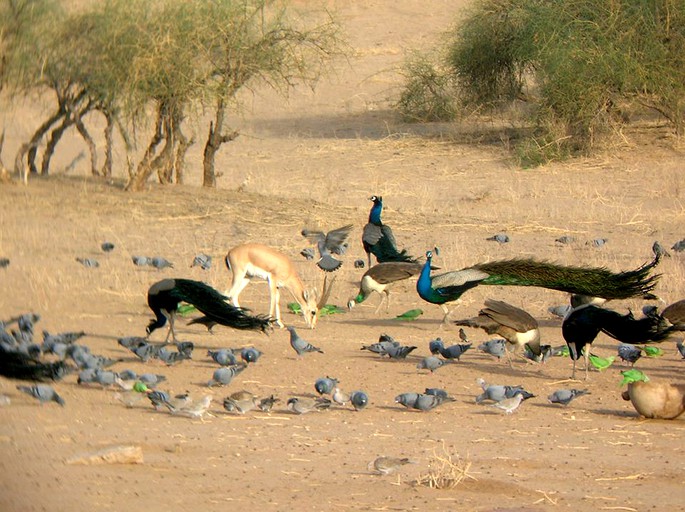 Safari Tents (Jaisalmer, Rajasthan, India)