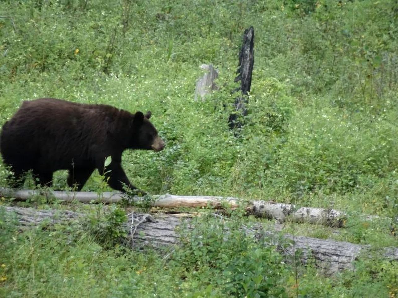 Remote Log Cabin Rental for Exploring Boundary Country, British Columbia