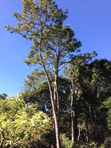 Yurts (Lismore, New South Wales, Australia)