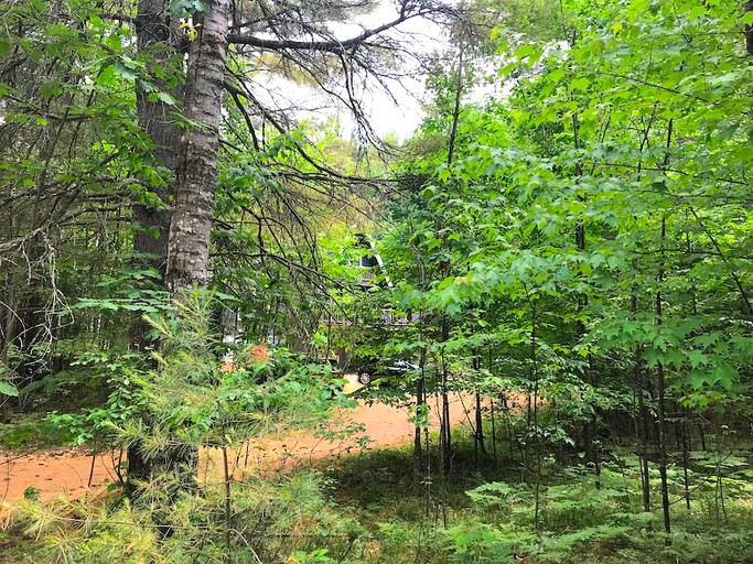 The woodlands around the dog-friendly chalet near Whiteface, New York