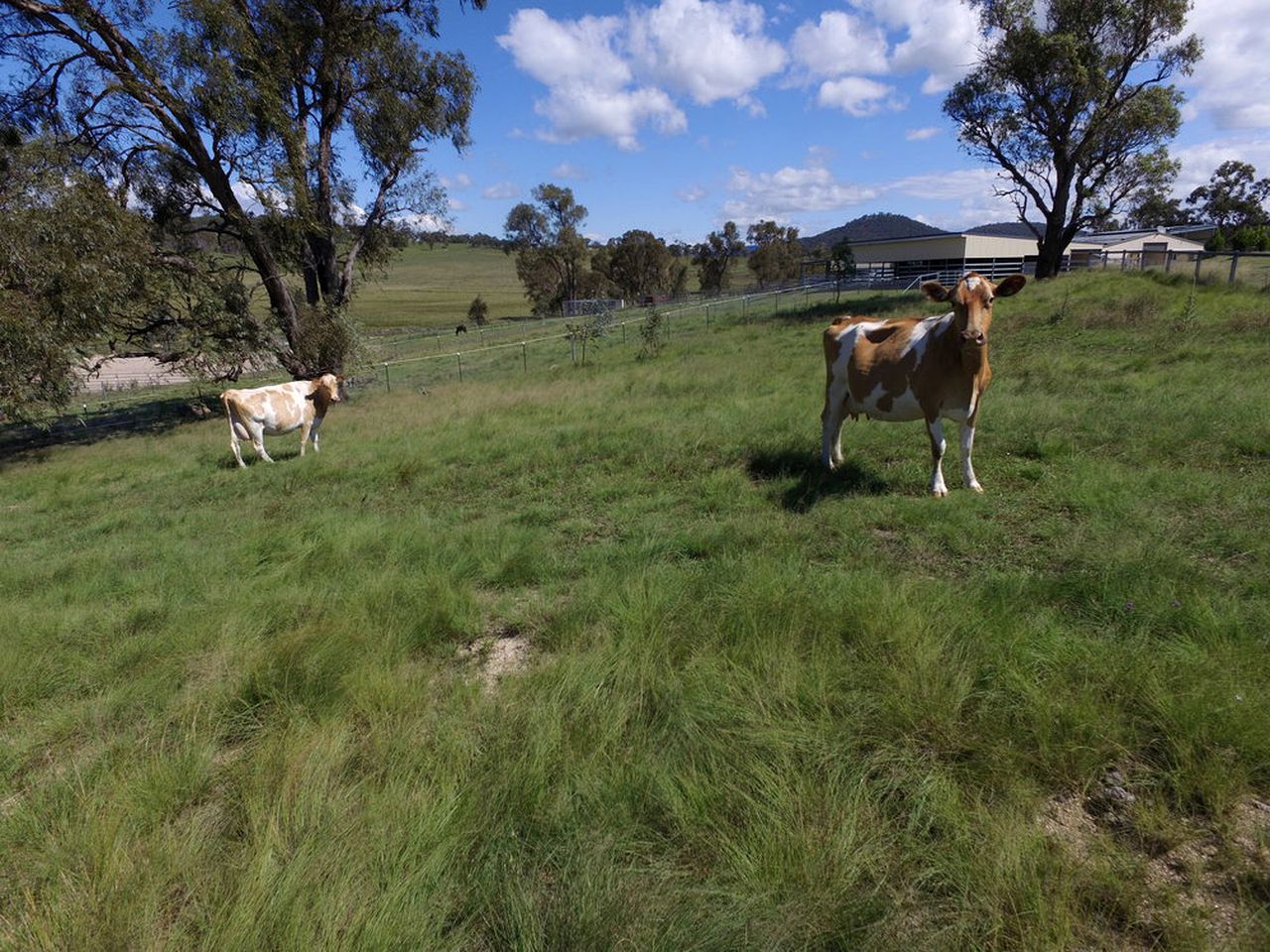 Self-Contained Cottage Rental at a Countryside Bed and Breakfast near Tenterfield, New South Wales, Australia