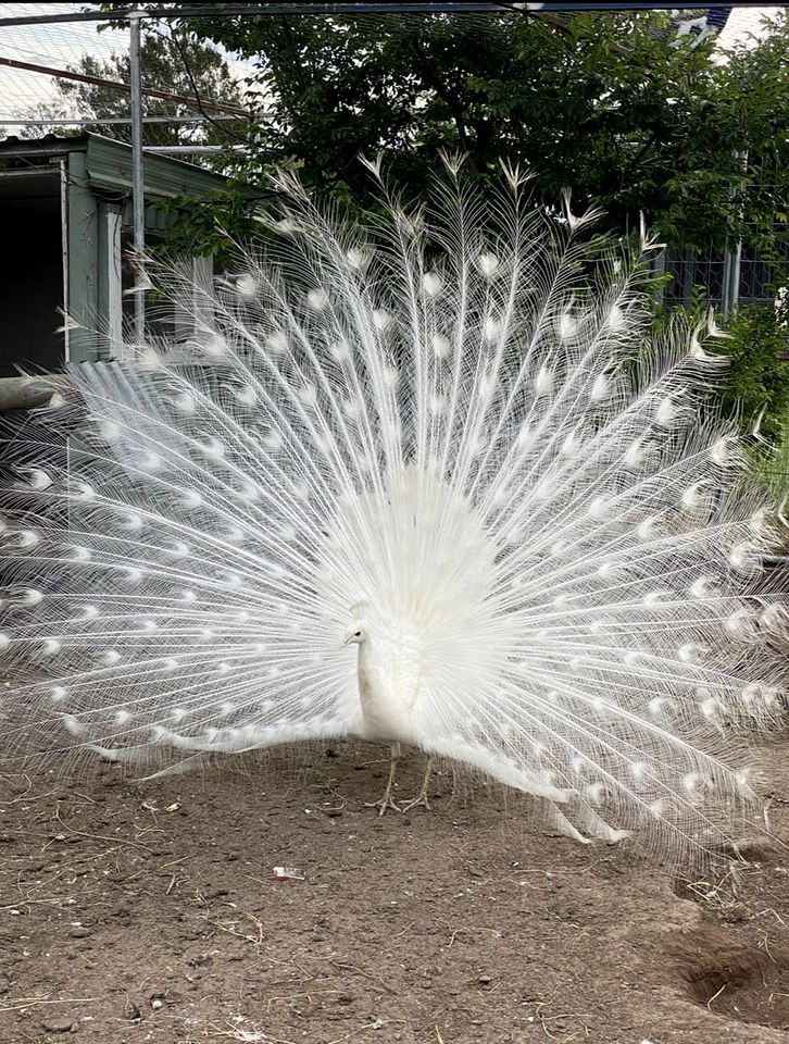 Countryside Tiny House Well Equipped in Werris Creek, New South Wales