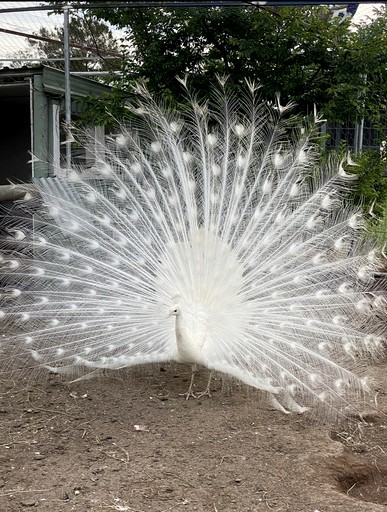 Tiny Houses (Australia, Werris Creek, New South Wales)