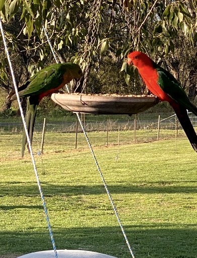 Tiny Houses (Australia, Werris Creek, New South Wales)