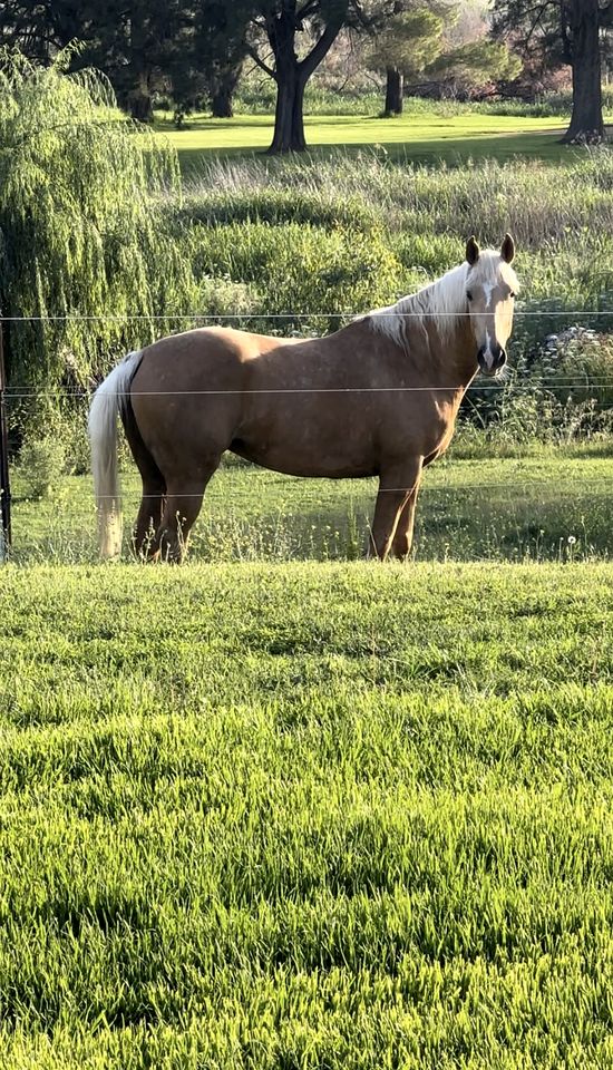Countryside Tiny House Well Equipped in Werris Creek, New South Wales