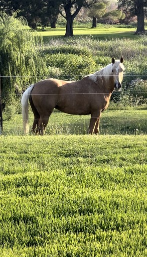 Tiny Houses (Australia, Werris Creek, New South Wales)