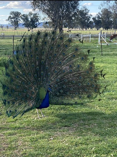 Tiny Houses (Australia, Werris Creek, New South Wales)