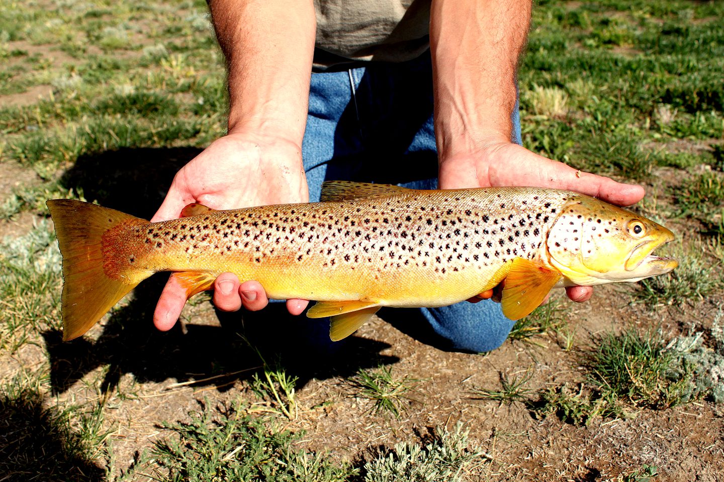 Rustic Log Cabin Rental for Six on the Shoshone River in Wyoming