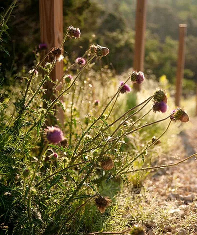 Wonderful Open-Plan Cottage for a Fantastic Family Retreat to Texas Hill Country near Dripping Springs, Texas