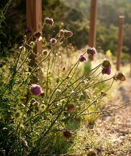 Cottages (United States of America, Dripping Springs, Texas)