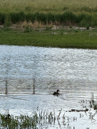 Cabins (United States of America, Ennis, Montana)