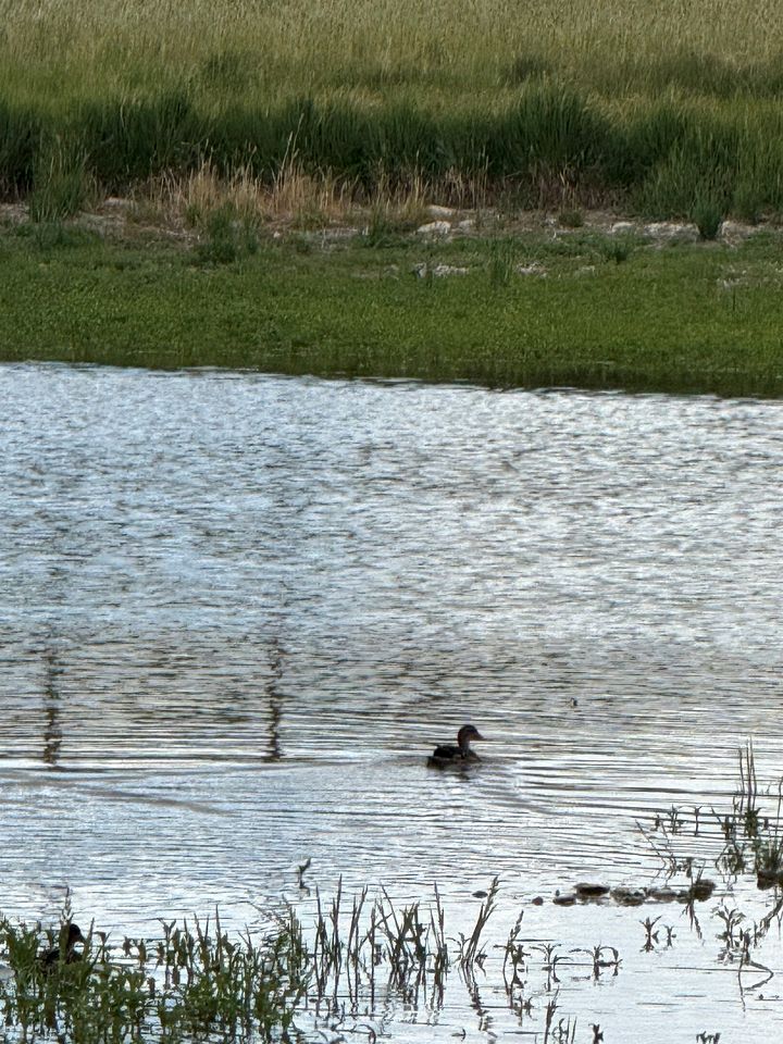 Charming Cabin with Pond and Mountain Views near Downtown Ennis, Montana