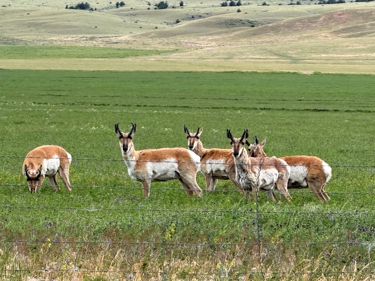 Charming Cabin with Pond and Mountain Views near Downtown Ennis, Montana