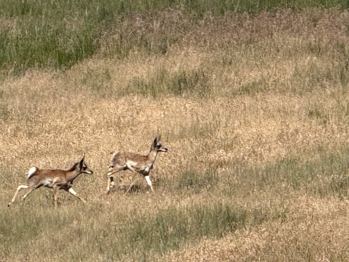 Cabins (United States of America, Ennis, Montana)