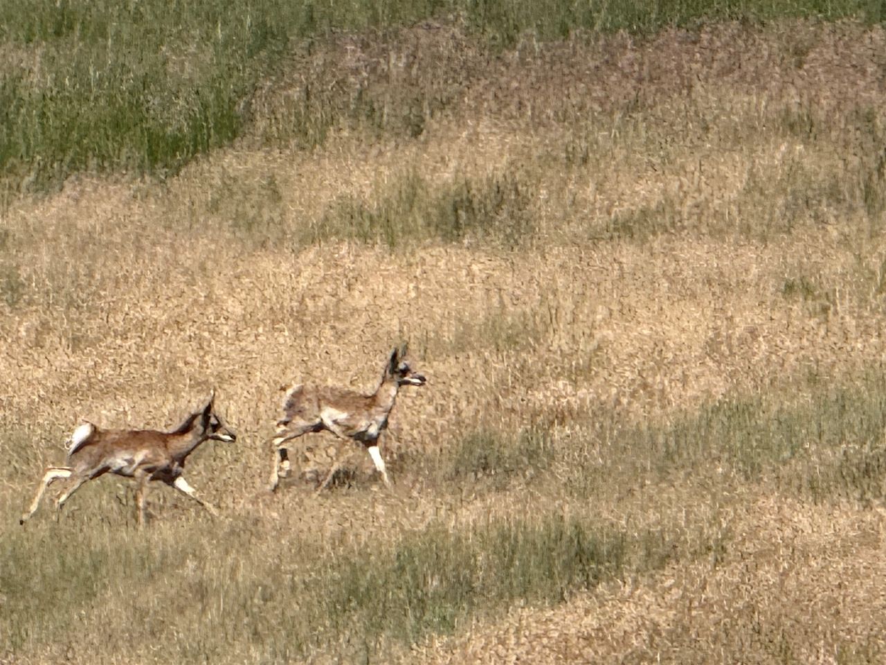 Charming Cabin with Pond and Mountain Views near Downtown Ennis, Montana