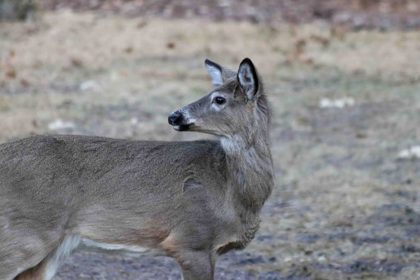 Dreamy Cabin Surrounded by Trees with Hot Tub in Fryeburg, Maine