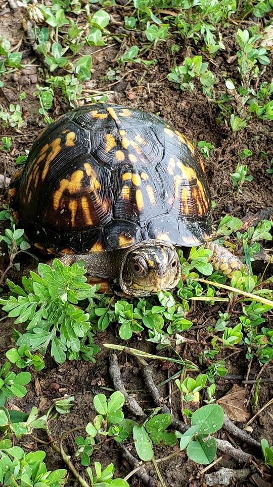 Dreamy Treehouse Cabin Oasis Near Piney River, Tennessee