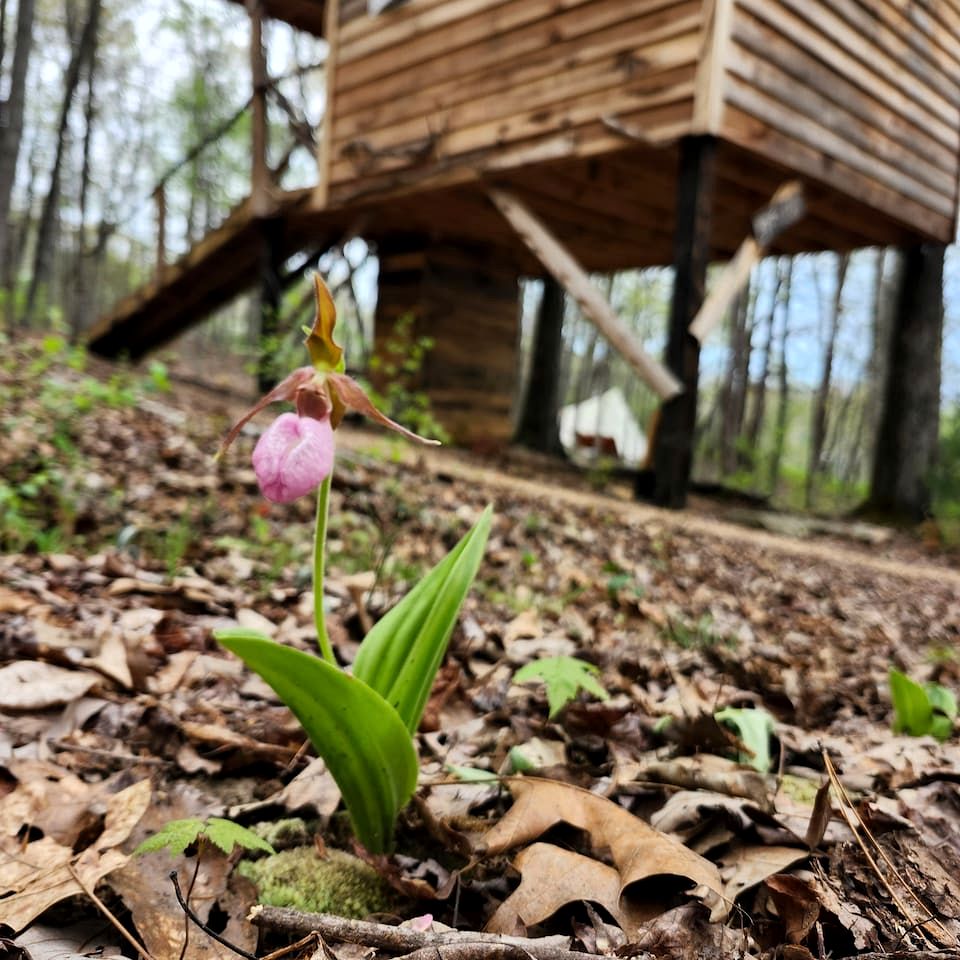 Dreamy Treehouse Cabin Oasis Near Piney River, Tennessee