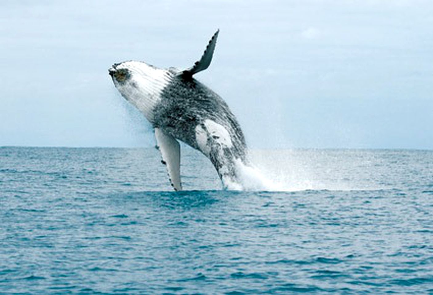 Luxurious and Spacious Eagle Bay Accommodation for Group or Family Holidays in Western Australia