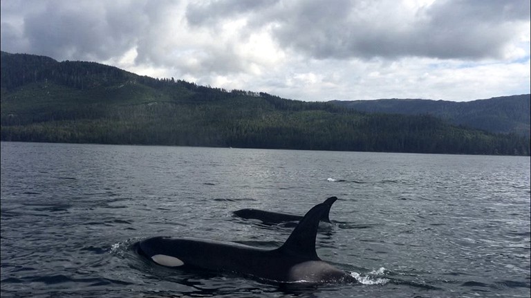 Nature Lodges (Klawock, Alaska, United States)