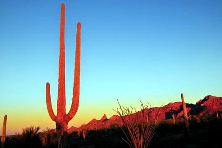 Bubbles & Bell Tents (Tucson, Arizona, United States)