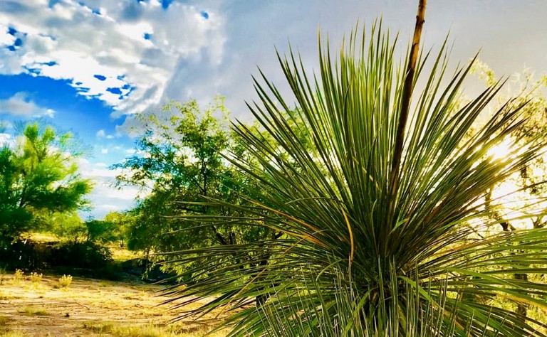 Bubbles & Bell Tents (Tucson, Arizona, United States)