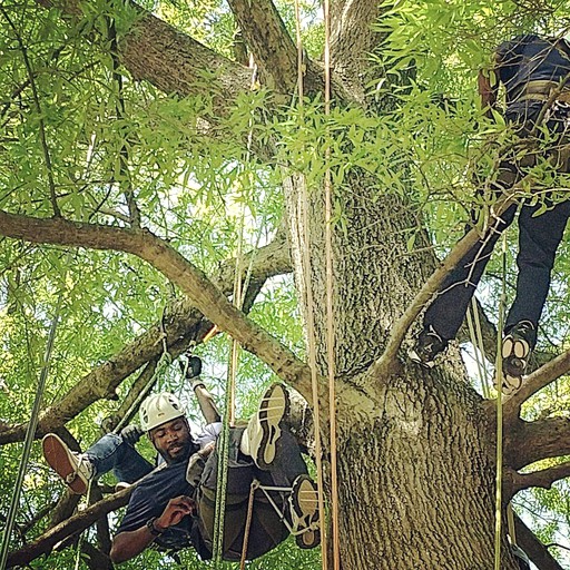 Tree Houses (Germantown, Kentucky, United States)