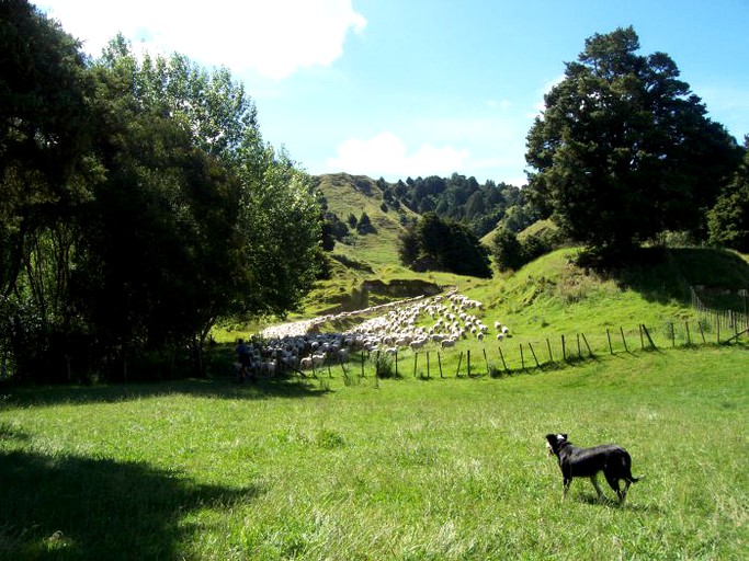 Cottages (Taumarunui, North Island, New Zealand)