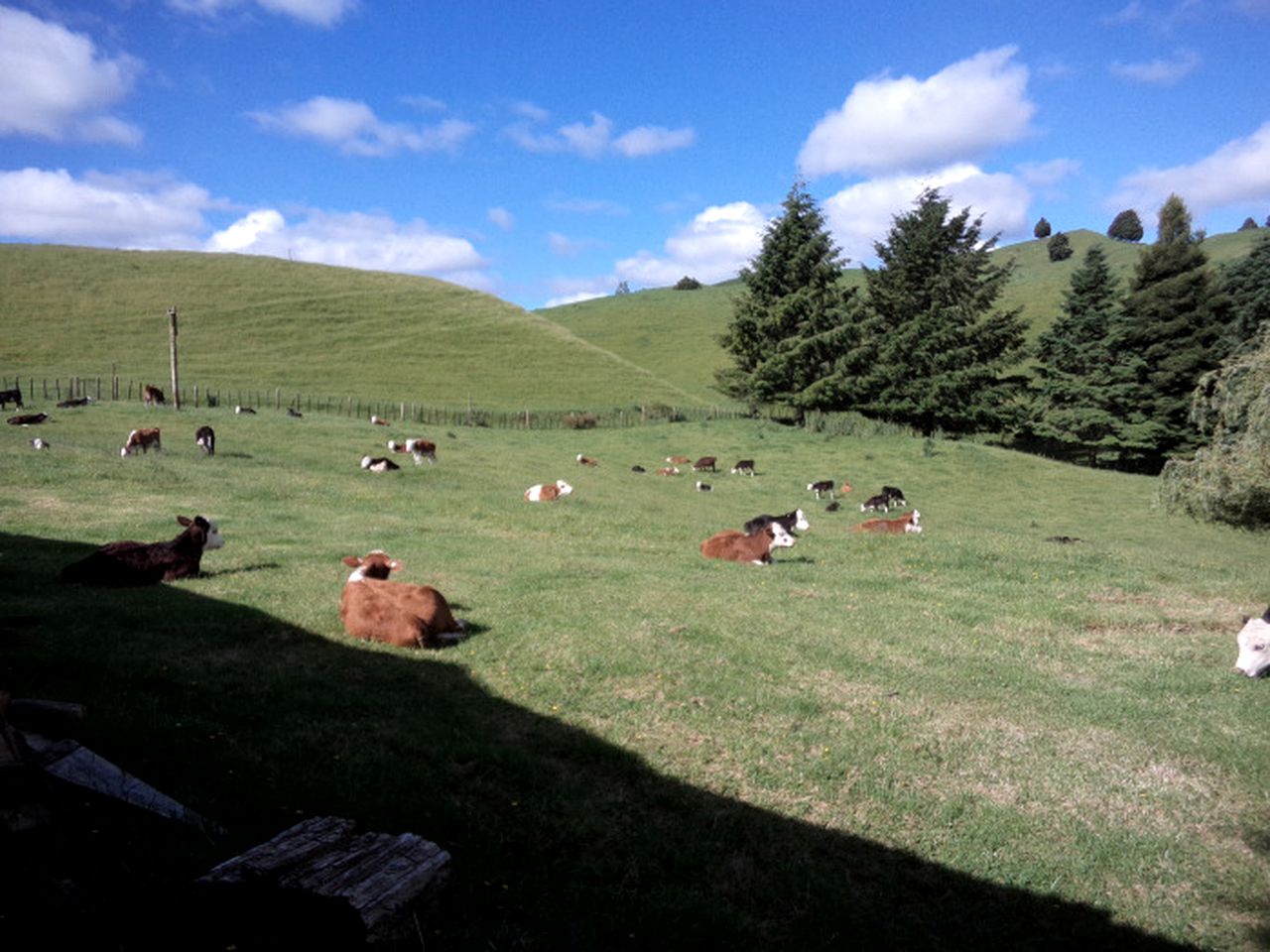 Idyllic Cottage Rental on a 400-Acre Farm in Taumarunui, North Island