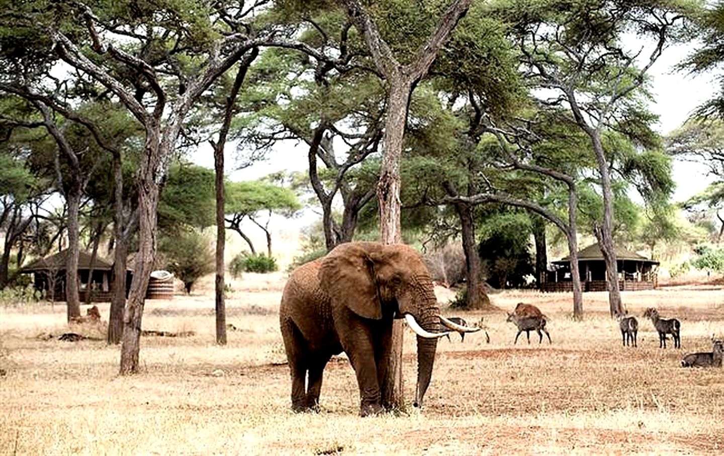 Eco-friendly, Deluxe Glamping Safari Camp in Tanzania's Tarangire National Park