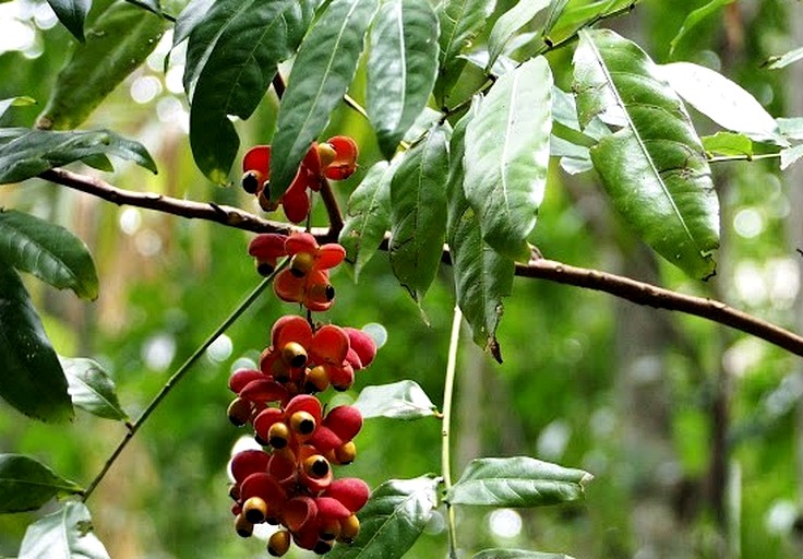 Tented Cabins (Cow Bay, Queensland, Australia)