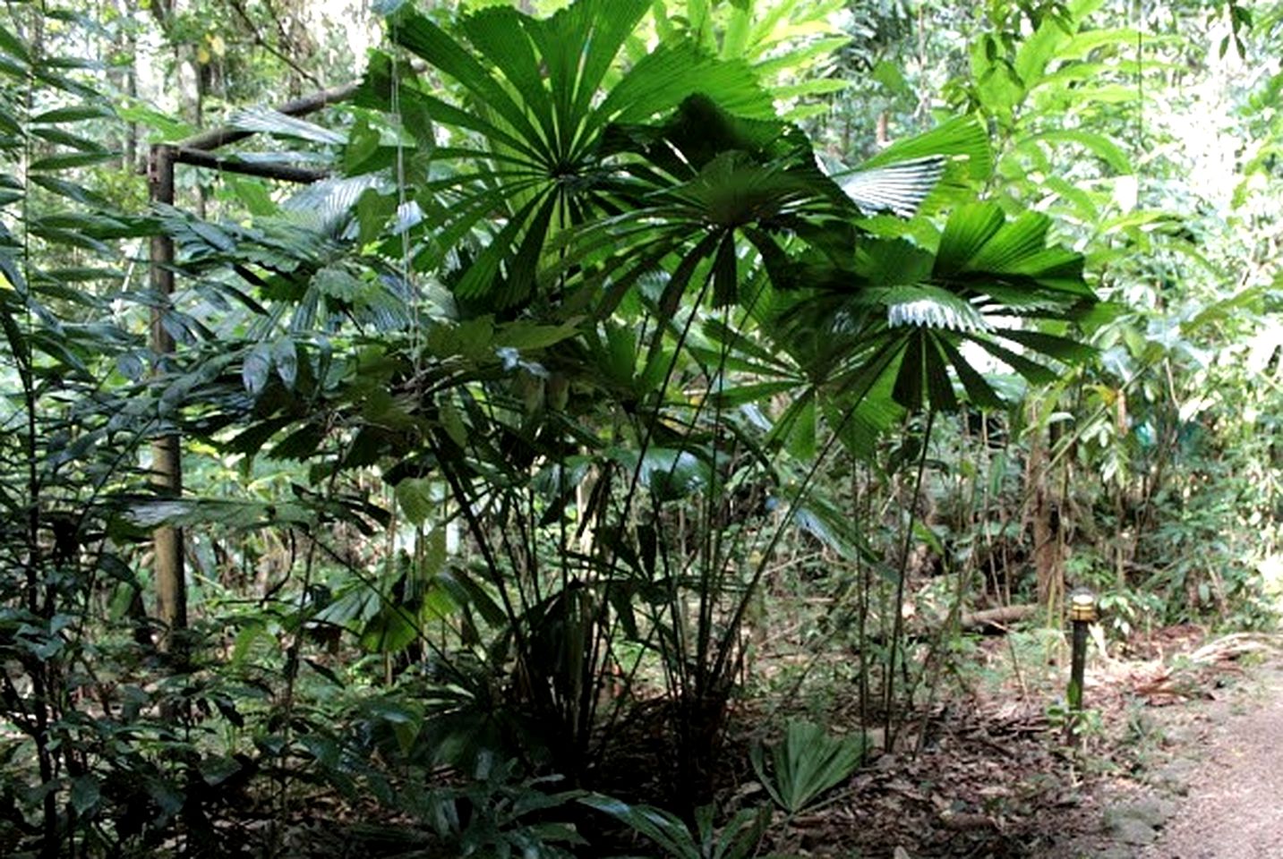 Eco-Friendly Rainforest Cabin, Australia