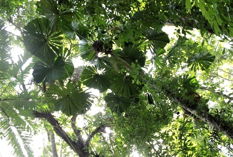 Tented Cabins (Cow Bay, Queensland, Australia)