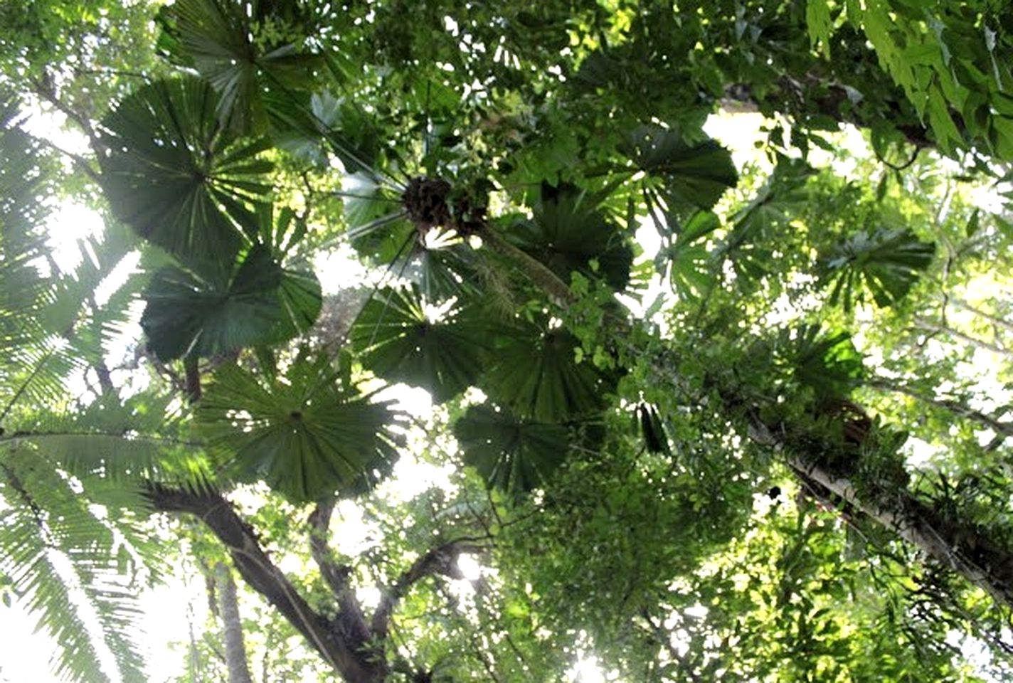 Eco-Friendly Rainforest Cabin, Australia
