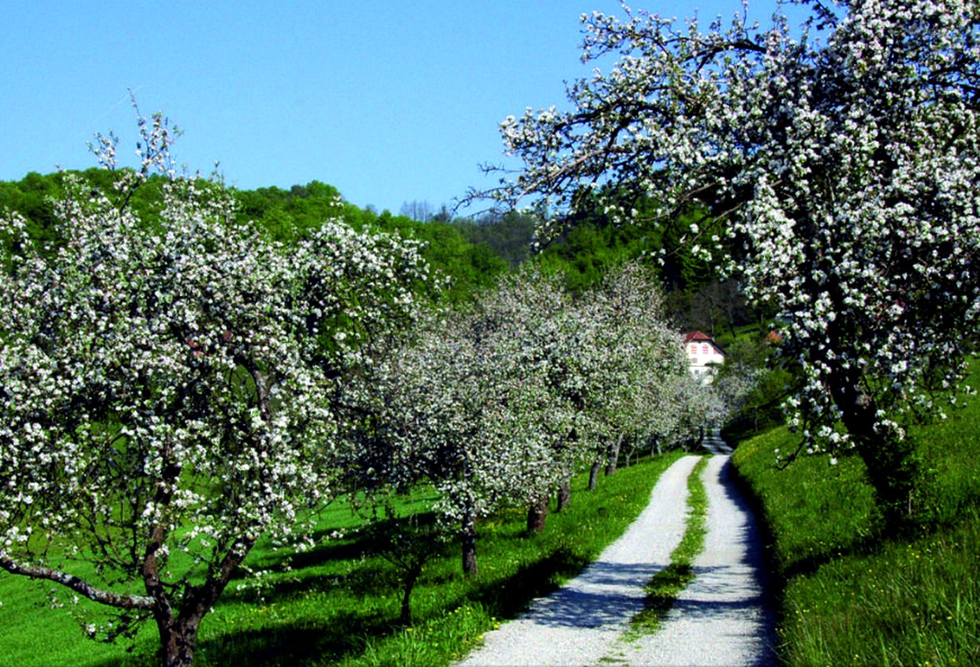 Eco-Friendly Spa Getaway for Groups at Wellness Retreat in Eastern Slovenia