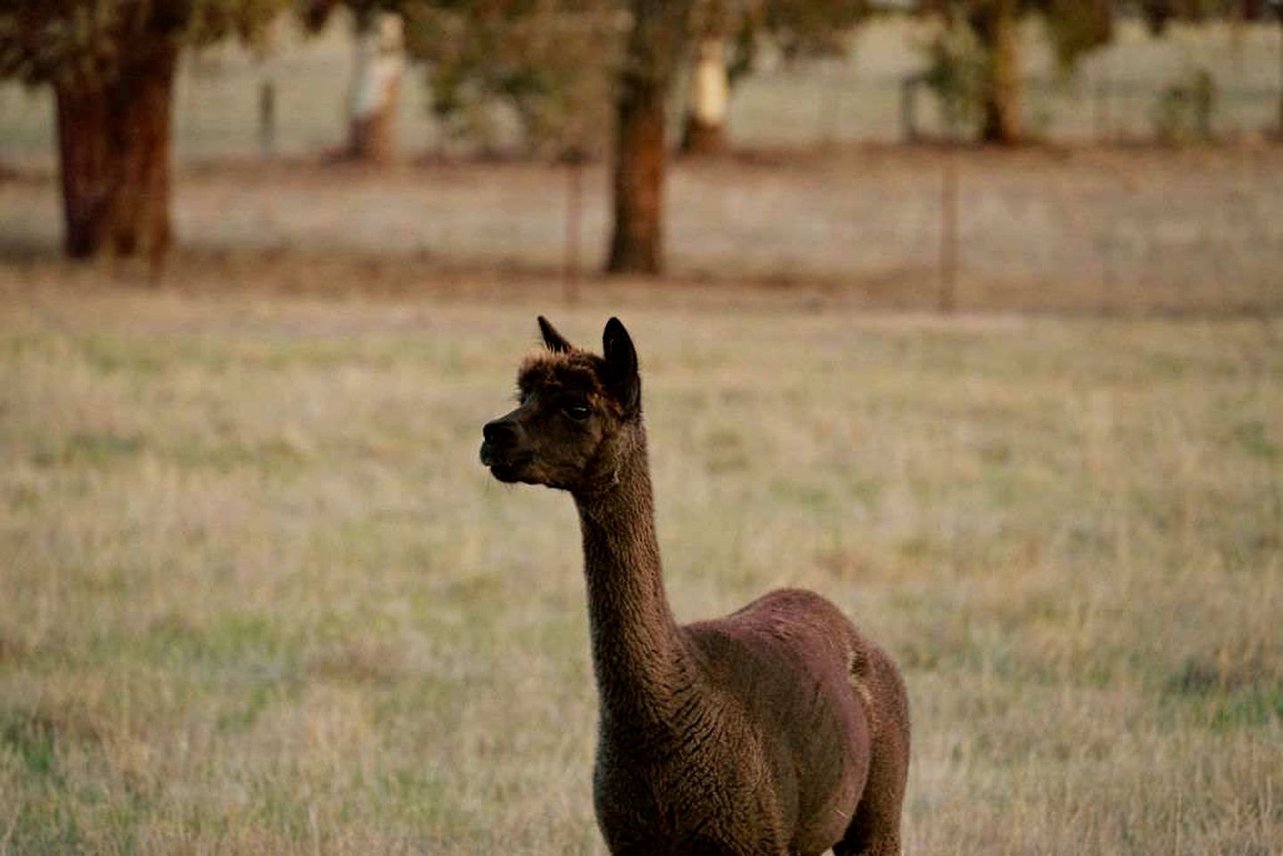Ballarat Bliss in Wendouree, Victoria