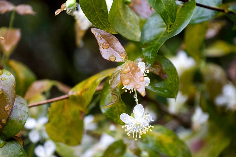 Tiny Houses (Australia, Peeramon, Queensland)