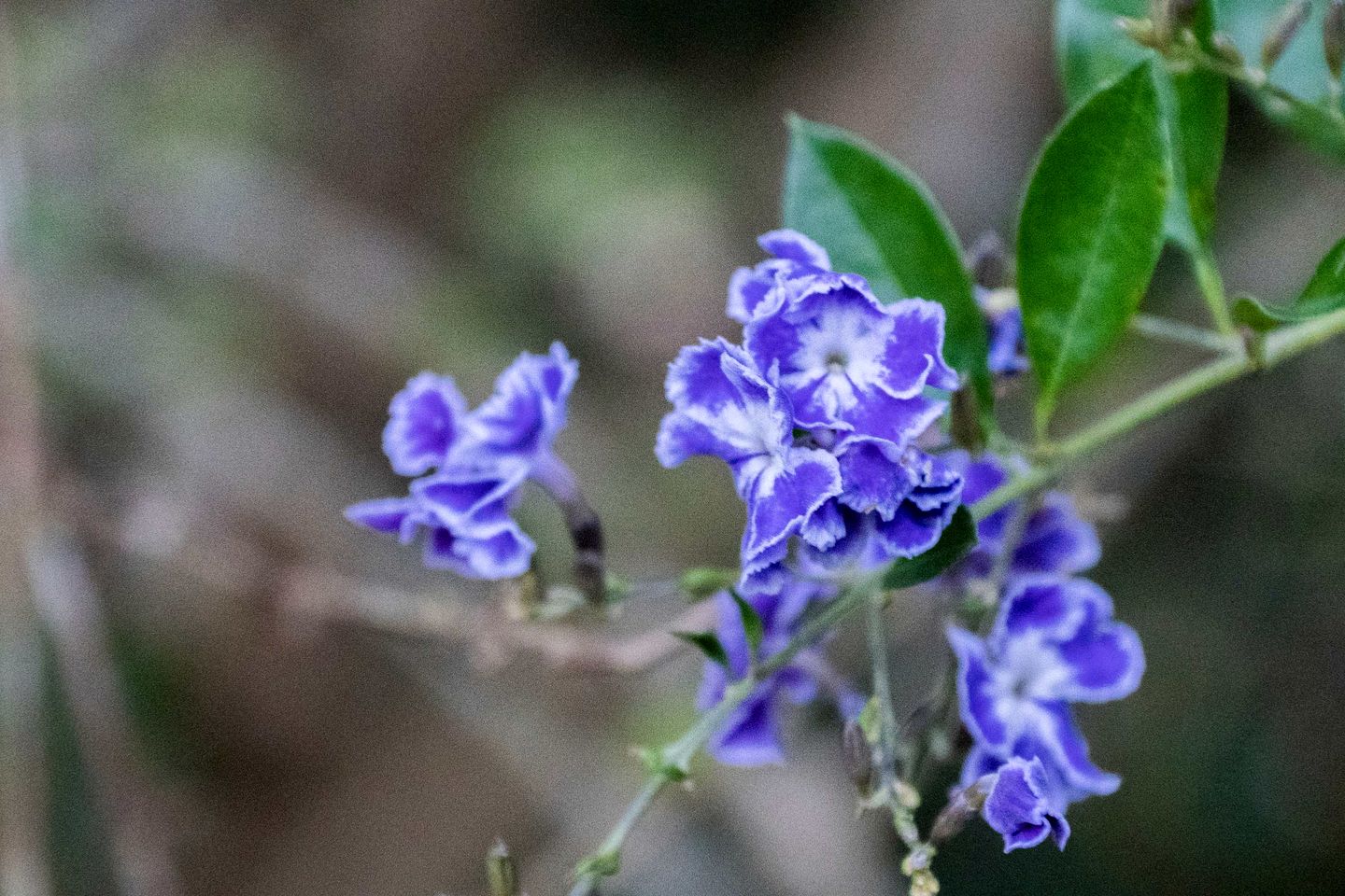 Eco-Friendly Tiny House Ideal for a Couples Retreat in Queensland