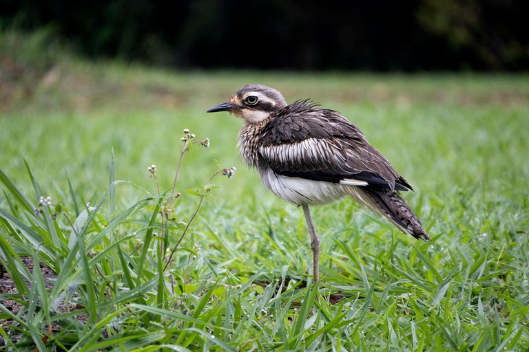 Tiny Houses (Australia, Peeramon, Queensland)