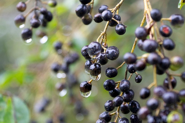Tiny Houses (Australia, Peeramon, Queensland)