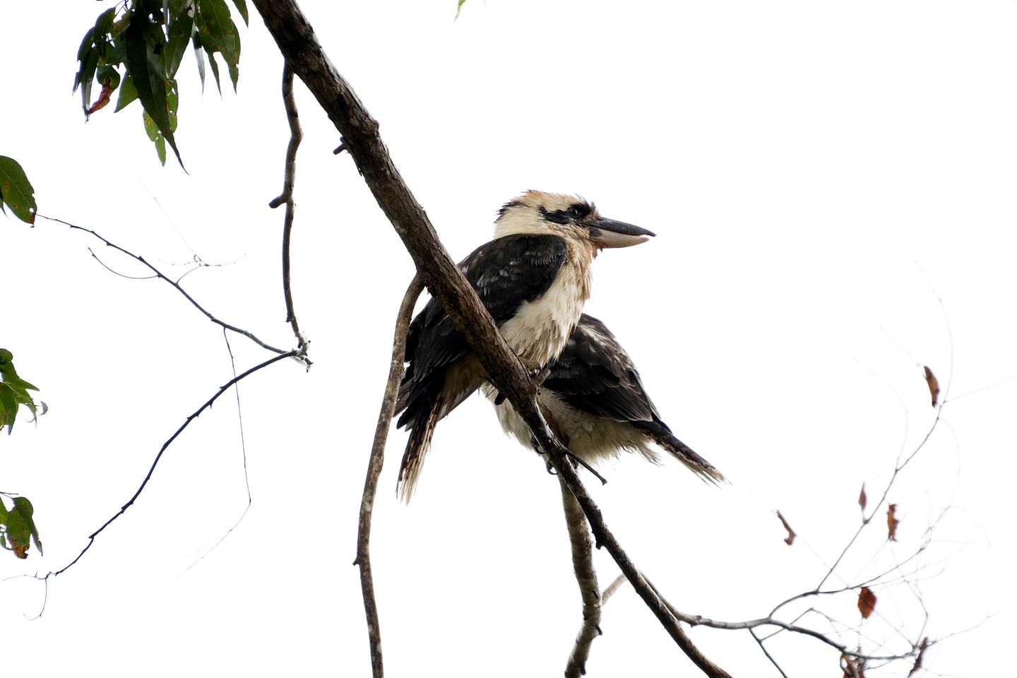 Eco-Friendly Tiny House Ideal for a Couples Retreat in Queensland